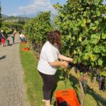 Vendemmia festiva – 30 anni Telethon SI + 70 anni Cantina Sociale di Mendrisio